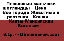 Плюшевые мальчики шотландцы › Цена ­ 500 - Все города Животные и растения » Кошки   . Ханты-Мансийский,Когалым г.